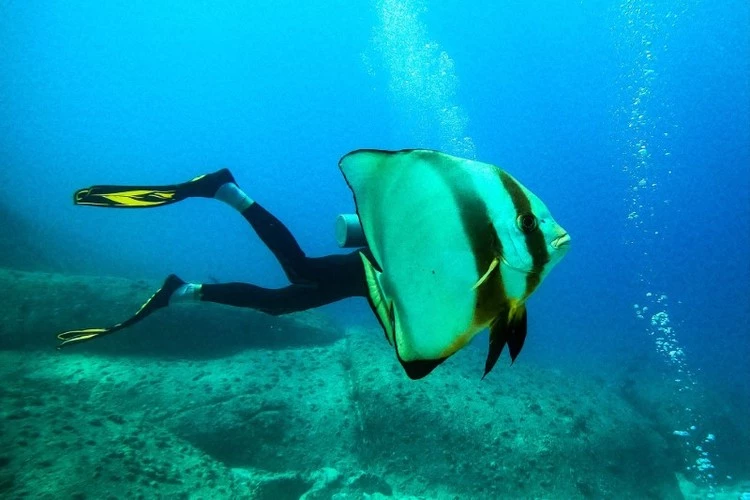 Ở vùng biển ngoài khơi Seychelles, đôi khi người ta bắt gặp những sinh vật khác thường.