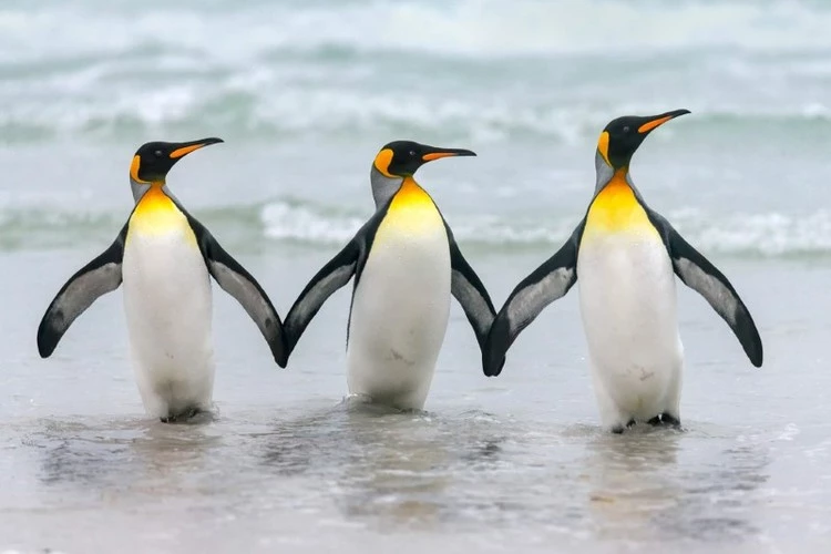 Tình bạn đích thực được chim cánh cụt vua thể hiện.