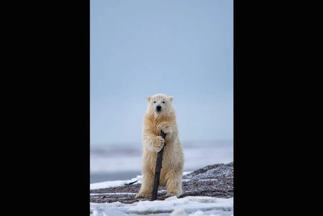 Chú gấu Bắc Cực đang tựa mình vào gốc cây khiến nhiếp ảnh gia liên tưởng đến một nghệ sĩ ở quán rượu.