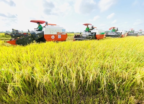 Cơ hội lớn từ đề án 1 triệu hecta lúa chất lượng cao vùng ĐBSCL
