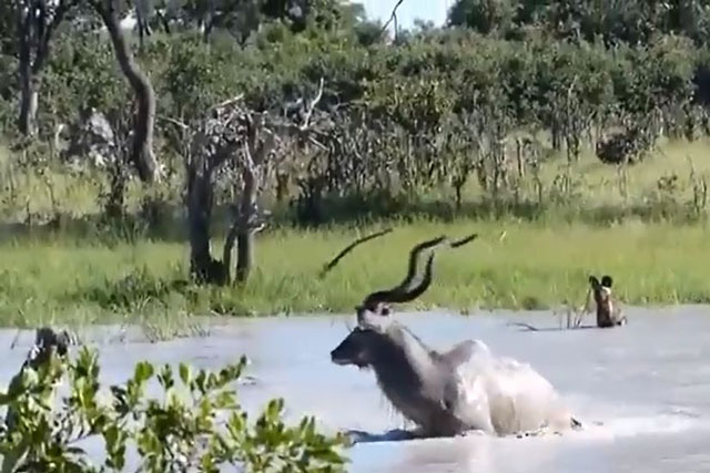 CLIP: Chó hoang bị ‘dần tơi tả’ vì thủy chiến với linh dương Kudu
