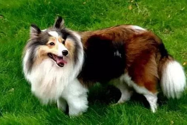 Bảng xếp hạng 10 loài chó trung thành nhất thế giới