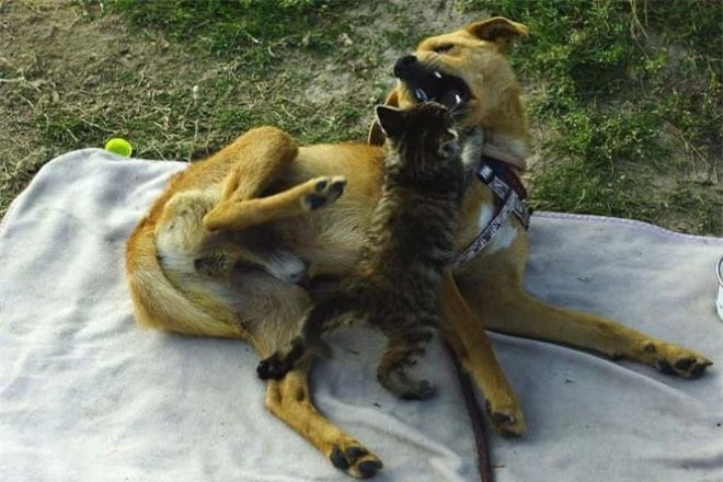 cho-meo-ghet-nhau (1).jpg 4 cho-meo-ghet-nhau (1).jpg 4