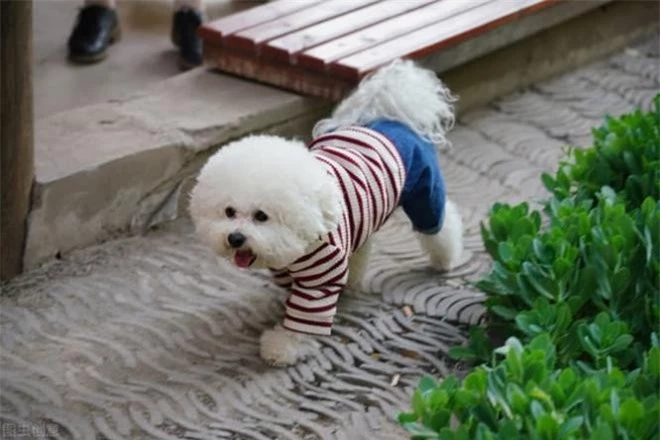 cho-meo-ghet-nhau (1).jpg 1 cho-meo-ghet-nhau (1).jpg 1