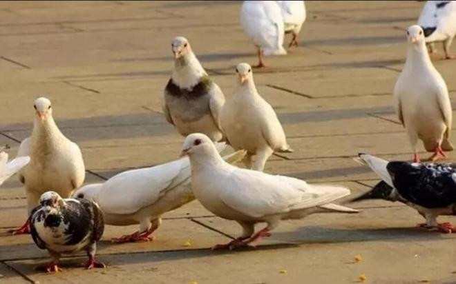 Tại sao người xưa nói giết chim bồ câu thì không cắt tiết như gà, vịt mà chỉ dìm trong nước?