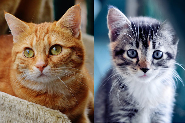 Hé lộ điều bí mật không tưởng về loài mèo mà ít người biết, không đơn giản chỉ là 'meo meo'