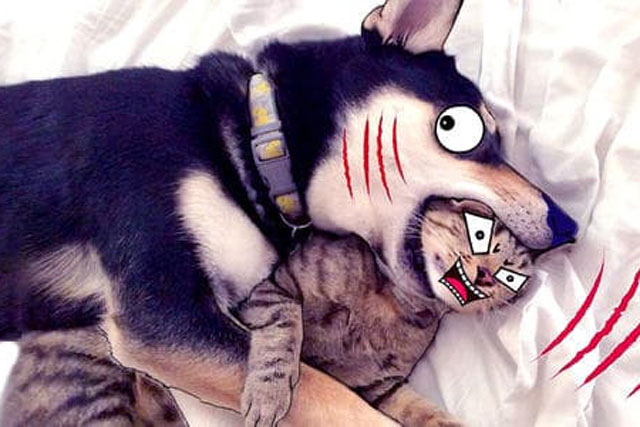 Tại sao chó và mèo lại ghét nhau? Câu trả lời là đây