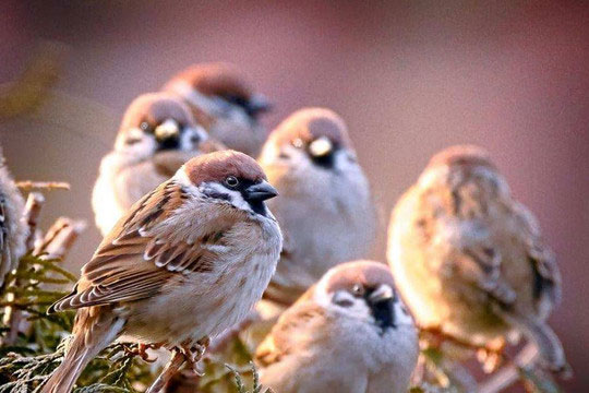 Ở đâu cũng có thể nhìn thấy chim sẻ, nhưng tại sao xác chim sẻ lại khó thấy?