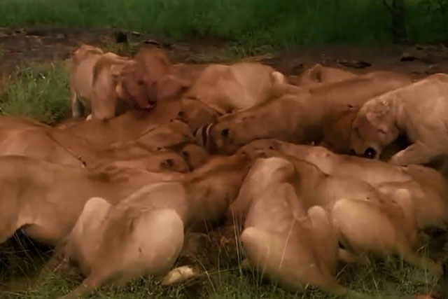 CLIP: Bầy sư tử nội chiến ác liệt khi ‘xẻ thịt’ ngựa vằn