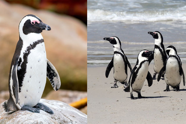 Có thể bạn chưa biết: Chim cánh cụt nhận ra bạn tình bằng cách ghi nhớ đốm chấm