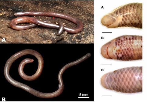 Việt Nam lần đầu phát hiện loài thằn lằn giun mới: Sở hữu nhiều đặc điểm kỳ lạ, rất khó bắt gặp