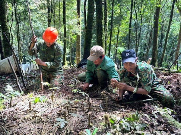 Thoát nghèo nhờ trồng dược liệu 