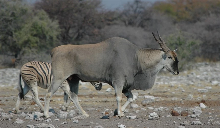 Bí mật về linh dương Eland - loài linh dương to lớn nhất còn tồn tại trên thế giới- Ảnh 6.