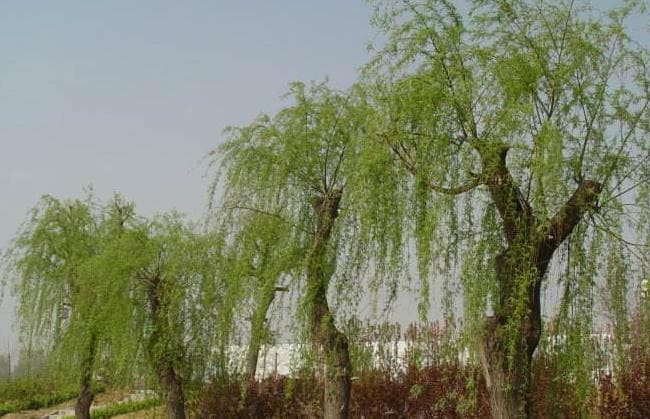 Có thể trồng liễu trước cửa nhà không? Người xưa có câu 'Môn tiền nhất khõa liễu, kim ngân tài bảo vãng gia tẩu' nghĩa là gì?