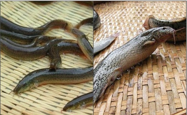 Việt Nam có loài cá được ví như ‘nhân sâm nước’: Ăn đến đâu bổ đến đấy, tăng cường sinh lực phái mạnh