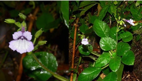 Chiêm ngưỡng loài hoa tuyệt đẹp cả thế giới chỉ Việt Nam mới có, nằm trong Sách đỏ, cần được bảo vệ