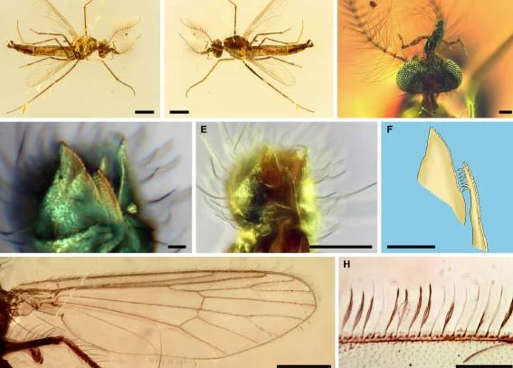 Kinh ngạc phiên bản 125 triệu tuổi của sinh vật con người vẫn phải sợ