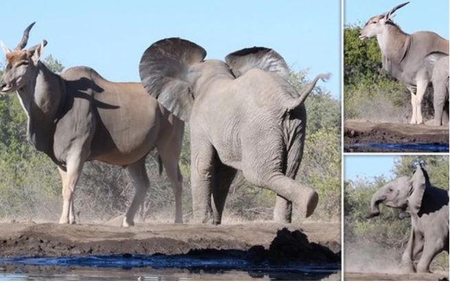 Bí mật về linh dương Eland - loài linh dương to lớn nhất còn tồn tại trên thế giới