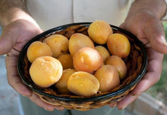 Loại quả làm ô mai siêu ngon của người Việt giúp ngừa ung thư, tốt cho tim mạch và tiêu hóa