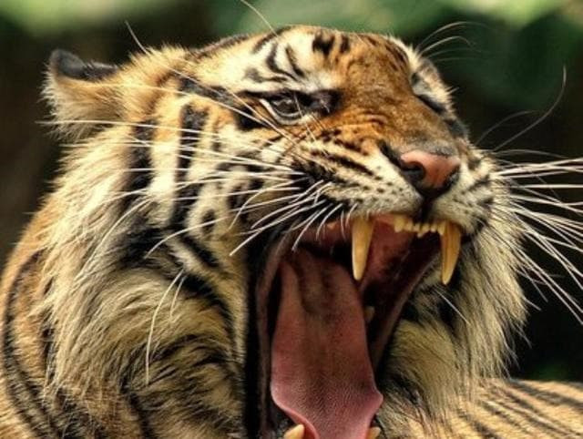 Người ta thường nói '30 như sói, 40 như hổ' có nghĩa là gì? Kinh nghiệm người xưa để lại luôn luôn có lý