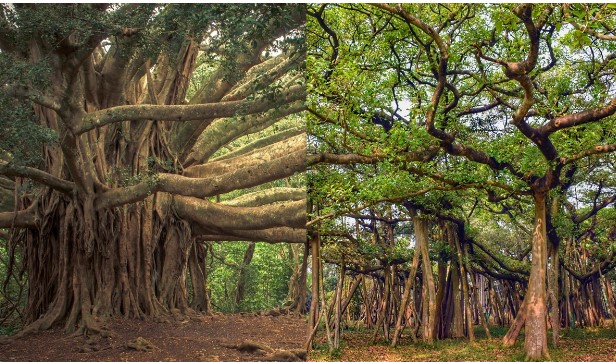 Choáng váng trước cây đa cổ thụ rộng nhất thế giới: Diện tích hơn 1.000 mét vuông, cành cao nhất bằng căn nhà 6 tầng