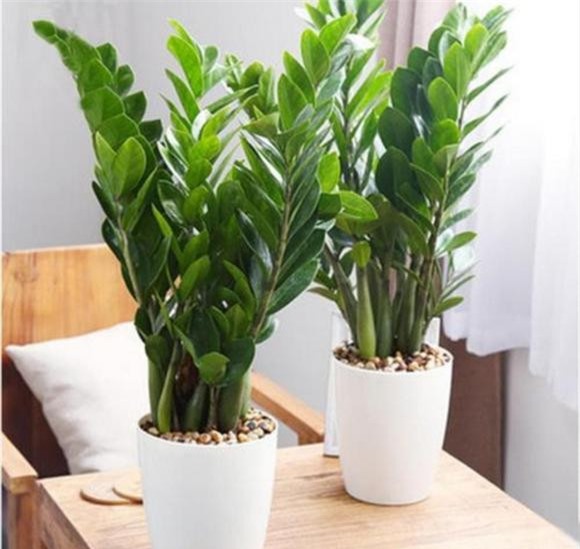 cay-de-trong (1).jpg 0 cây trong nhà, cây cảnh, cây lọc không khí