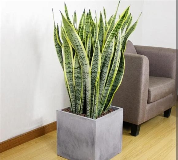 cay-de-trong (1).jpg 1 cây trong nhà, cây cảnh, cây lọc không khí