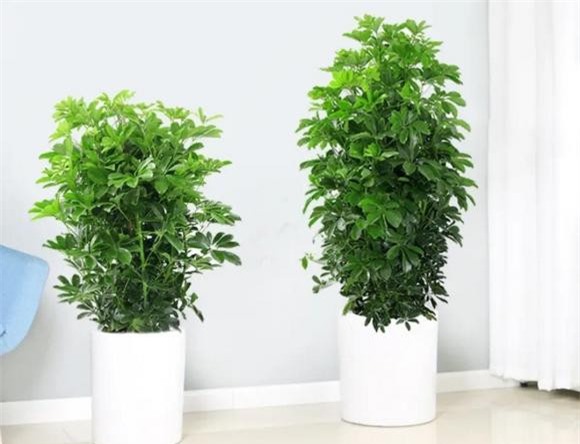 cay-de-trong (1).jpg 2 cây trong nhà, cây cảnh, cây lọc không khí