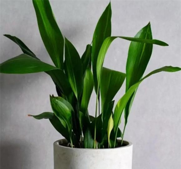 cay-de-trong (1).jpg 3 cây trong nhà, cây cảnh, cây lọc không khí