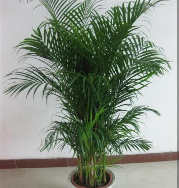 cay-de-trong (1).jpg 4 cây trong nhà, cây cảnh, cây lọc không khí