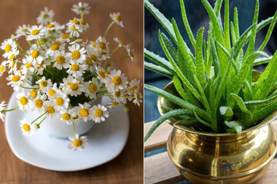 6 loại cây có lợi cho sức khỏe người già, trẻ nhỏ mà bạn nên trồng trong nhà