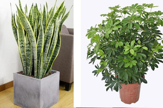 5 loại cây vừa đẹp vừa dễ trồng, tốt không khí trong nhà