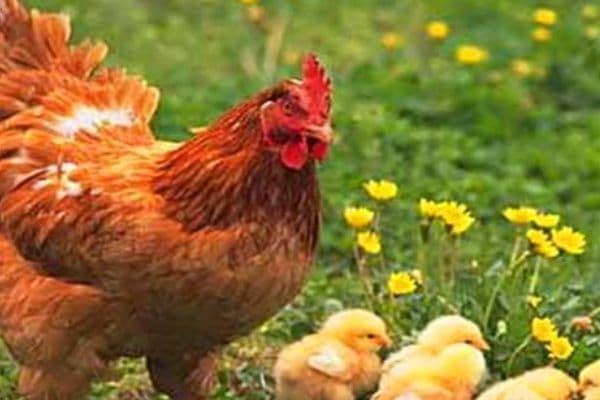 'Chó không nuôi tám năm, gà không nuôi sáu năm' là ý nói gì? Nó có ý nghĩa không?