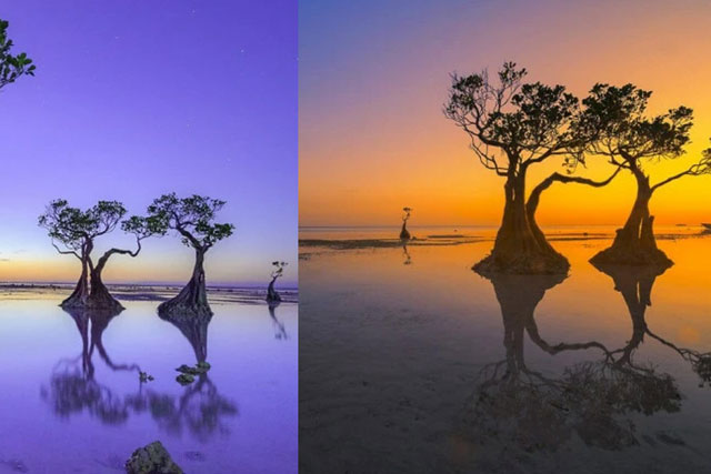 Rừng cây có hình dạng như đang 'nhảy múa' trên bãi biển mỗi khi có hoàng hôn