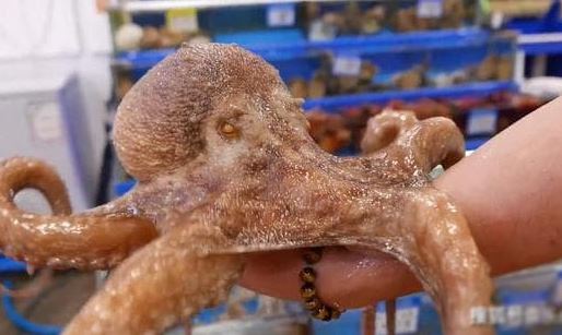 Bạch tuộc có chỉ số IQ thế nào mà nhiều nhà khoa học cho rằng nó không phải sinh vật trái đất?