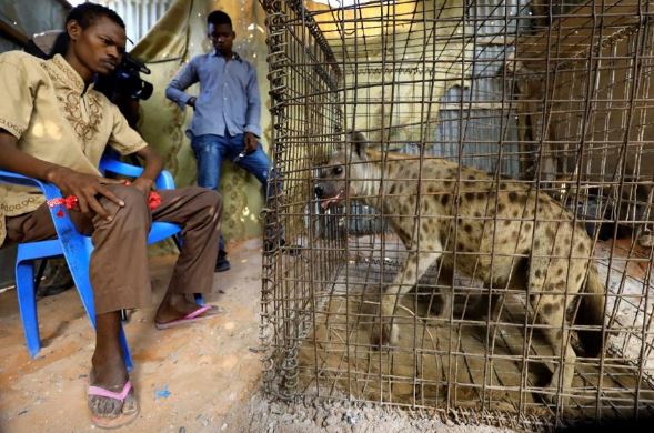 Mở phòng khám chữa bệnh tâm thần bằng linh cẩu