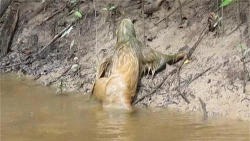 Người phụ nữ đi dạo, phát hiện 'con quái vật' hình người đang cúi đầu uống nước bên sông, cô ấy đã bỏ chạy mà không cần suy nghĩ nhiều!