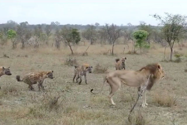 CLIP: Sư tử già yếu bị bầy linh cẩu bắt nạt, đến lúc tử nạn cũng không có đồng loại tới giúp
