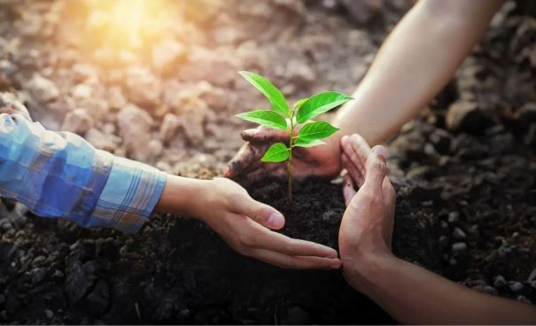 Người xưa dặn con cháu: Trước trồng hoè sau trồng dâu, gia đình thịnh vượng giàu có, ngược lại thì đại hoạ, vì sao