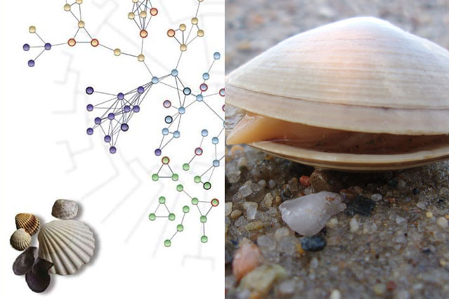 Phát hiện 'chìa khóa' bí ẩn giúp trường thọ ở loài ngao, nghêu giúp chúng sống tới vài trăm năm