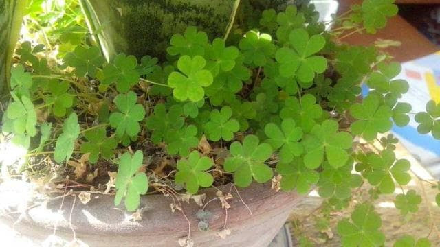 Có cỏ dại trong chậu cây nhà bạn không? Đừng nhổ bừa bãi, lão làm vườn sẽ lâu năm sẽ chỉ cho bạn lý do