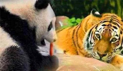 Tại sao hổ và sư tử lại thà nhịn đói hơn là ăn thịt gấu trúc? Chuyên gia: Hãy xem tổ tiên của gấu trúc được gọi là gì!