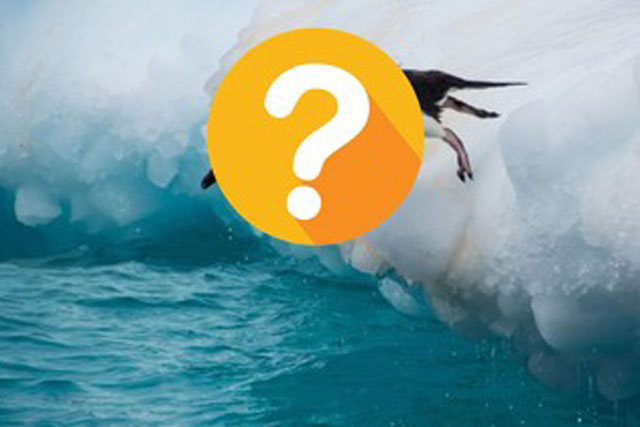 Loài chim nào ngủ đến... 10.000 giấc mỗi ngày?