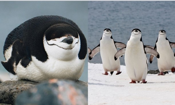 Ngỡ ngàng trước loài động vật ngủ tận 10.000 lần một ngày, mỗi lần ngủ vỏn vẹn có 4 giây