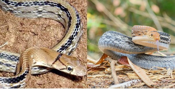 Loài rắn 'hổ báo' với tính cách hung dữ thế nhưng lại giả chết khi yếu thế?