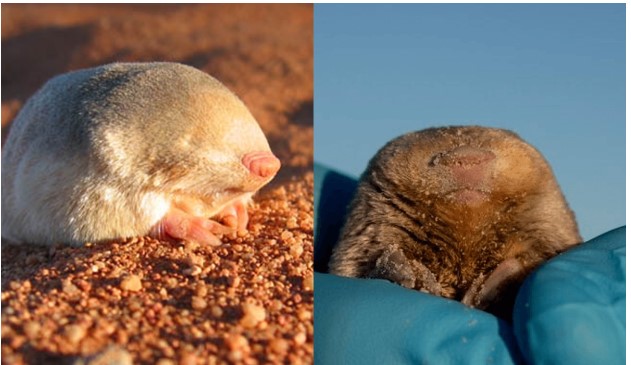 Loài động vật bé xíu 'mất tích' từ 80 năm trước bỗng được tìm thấy trên sa mạc ở Nam Phi