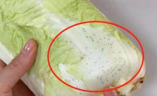 Những đốm đen đó trên lá cải thảo là gì? Bạn có thể ăn nó? Cuối cùng tôi đã tìm ra câu trả lời