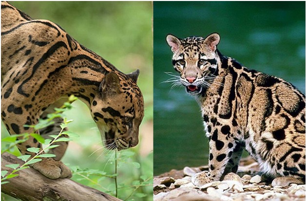 Khám phá loài động vật có khả năng đi lộn ngược 180 độ trên cây, hạ gục con mồi bằng chiêu tuyệt đỉnh