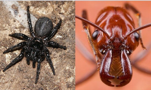 Vì sao Australia là nơi trú ngụ của hàng loại loài động vật có nọc độc? Chuyên gia cũng choáng váng trước số lượng khủng