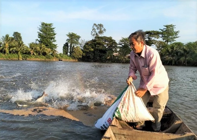 Nông dân nuôi cá tra gặp khó khi giá cá sụt giảm dưới mức giá thành sản xuất.